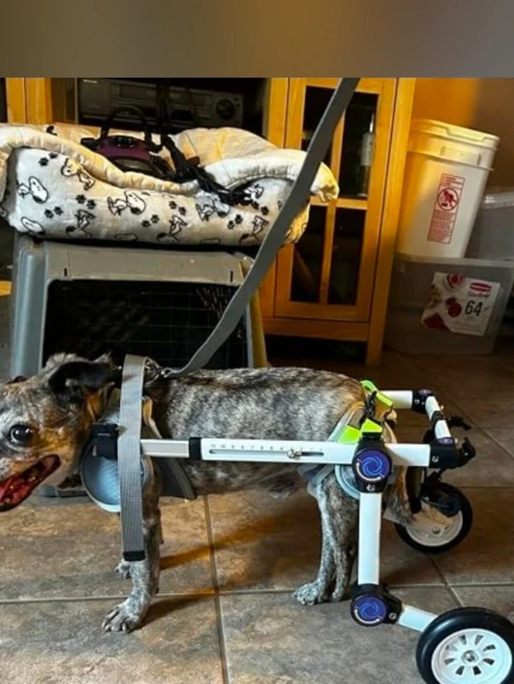 LetPetRun Hind Leg Adjustable Dog Wheelchair for XXS Dogs  Mobility Cart Support